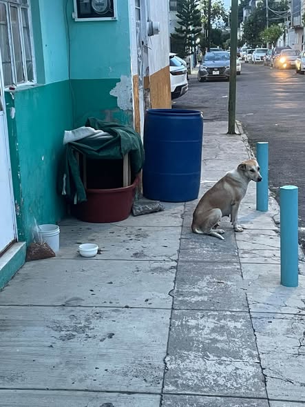 Perro en adopción