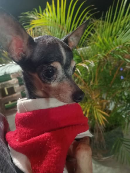 Perro en adopción