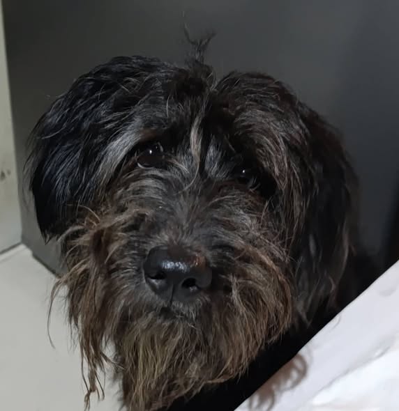 Perro en adopción