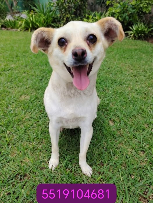 Perro en adopción