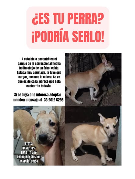 Perro en adopción