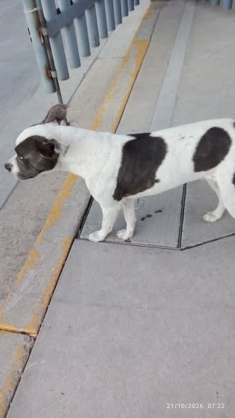 Perro en adopción