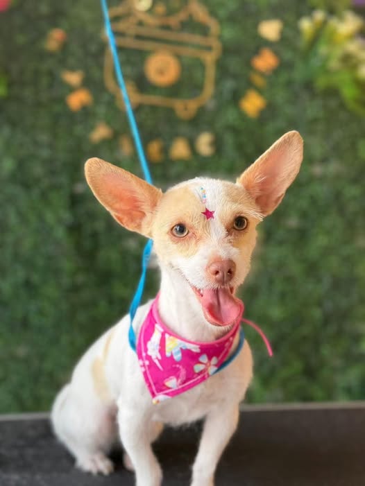 Dog for adoption