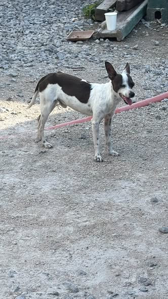 Dog for adoption