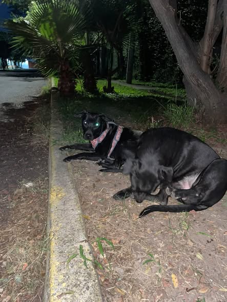 Perro en adopción