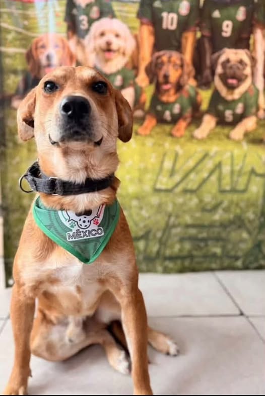 Dog for adoption