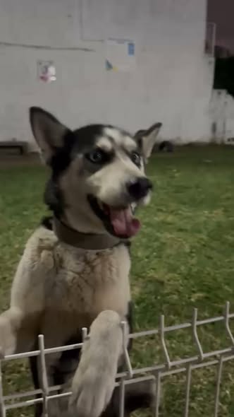 Dog for adoption