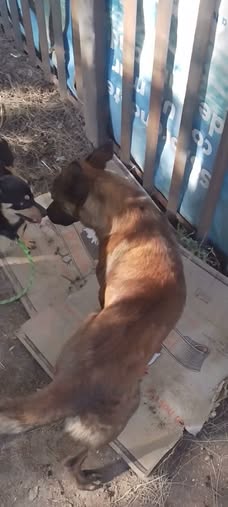 Dog for adoption