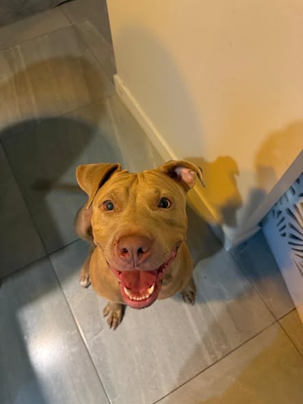 Perro en adopción