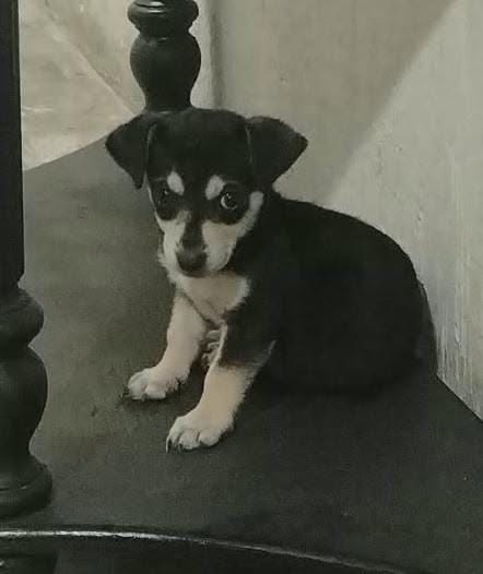 Perro en adopción