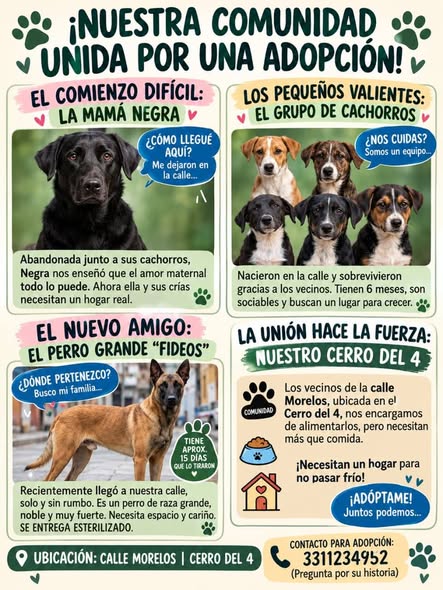 Perro en adopción