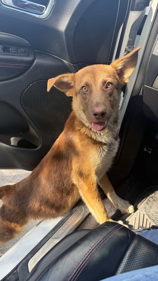 Dog for adoption