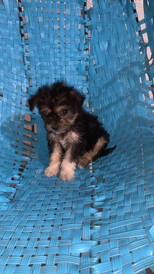Dog for adoption