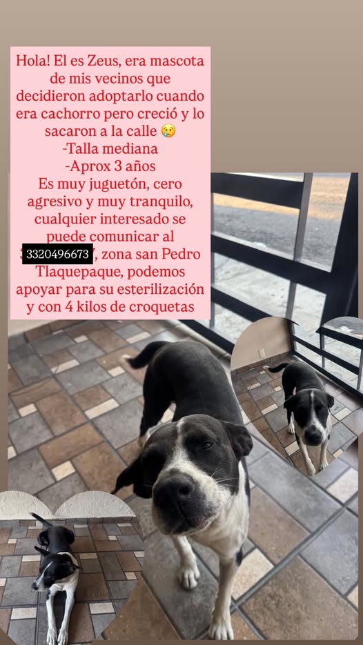 Dog for adoption