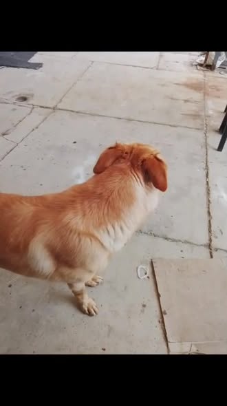 Mixed Breed