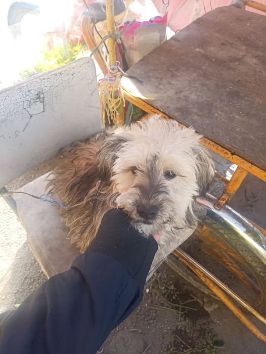 Mixed Breed