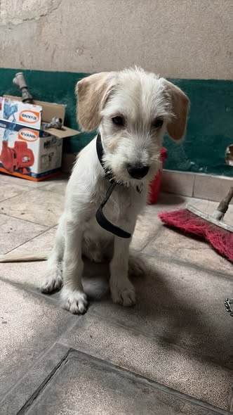 Mixed Breed