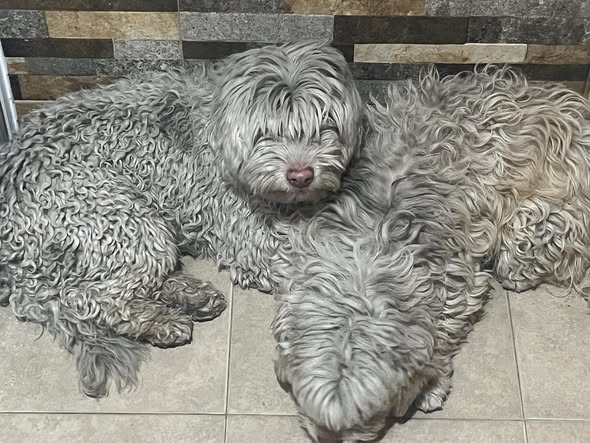 Bergamasco Shepherd