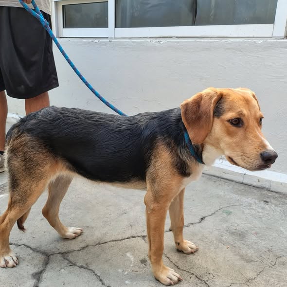 Mixed Breed