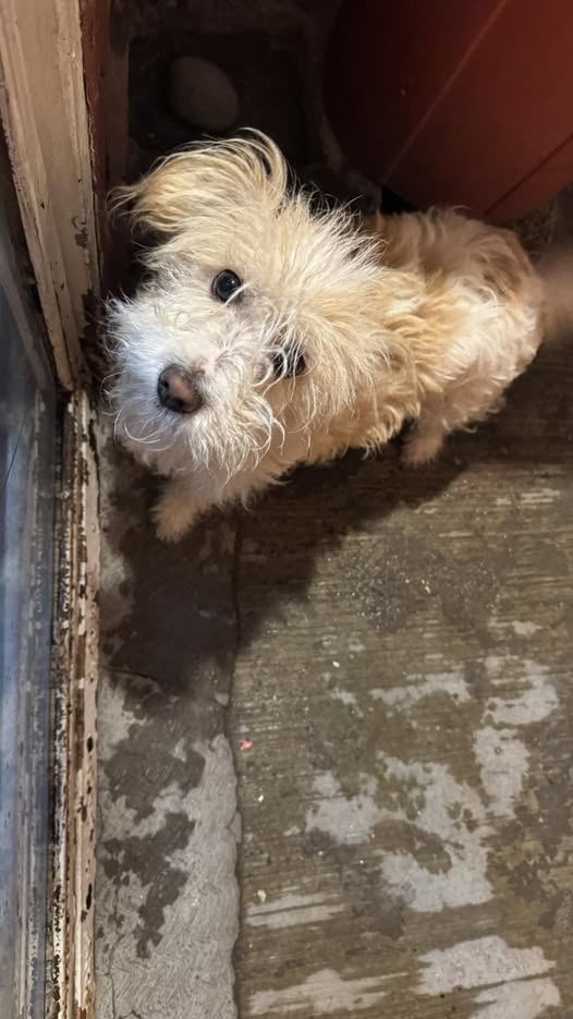 Mixed Breed