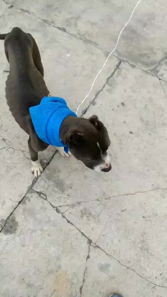 Mixed Breed