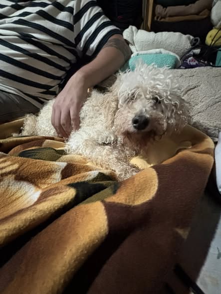 Poodle