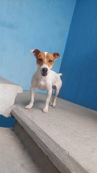 Jack Russell Terrier