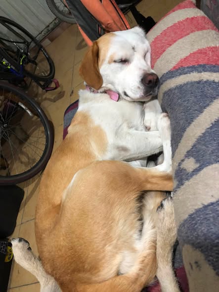 Dog for adoption