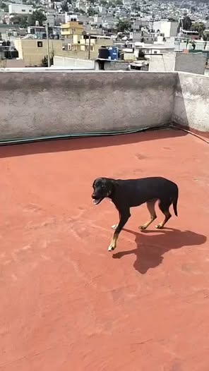 Dog for adoption