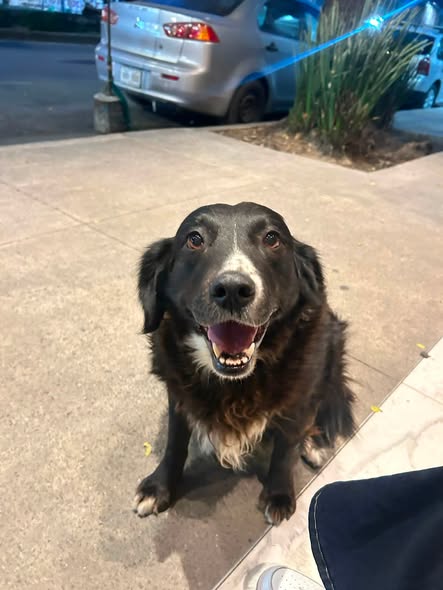 Perro en adopción