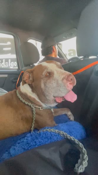 Perro en adopción