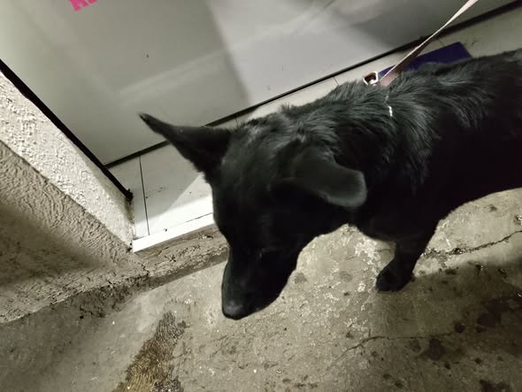 Dog for adoption