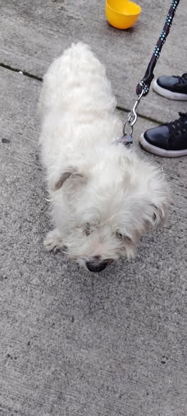 Perro en adopción