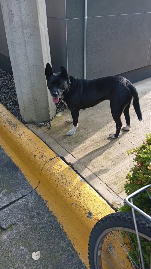 Perro en adopción