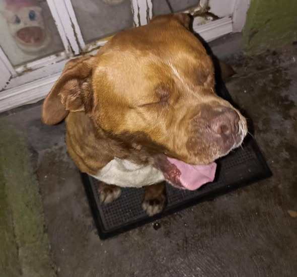 Perro en adopción