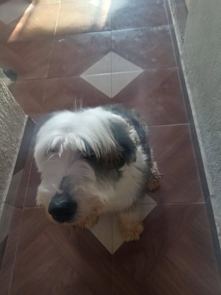 Old English Sheepdog