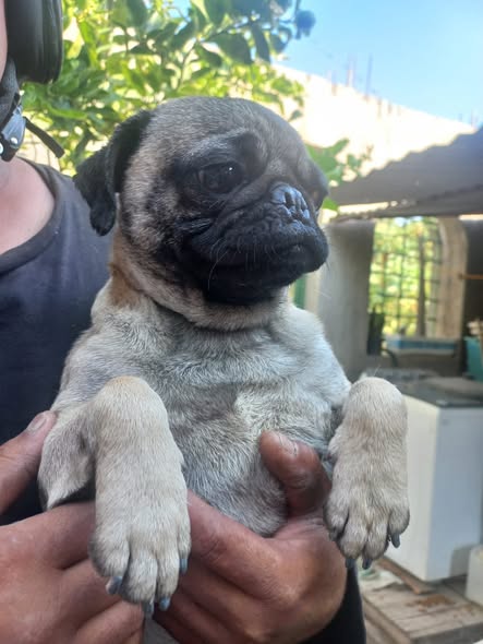 Pug
