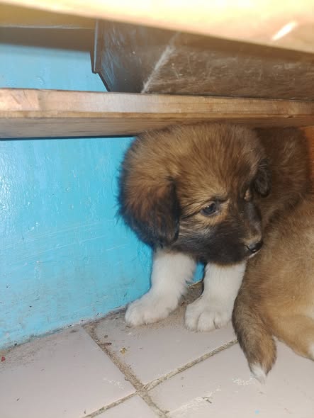 Mixed Breed