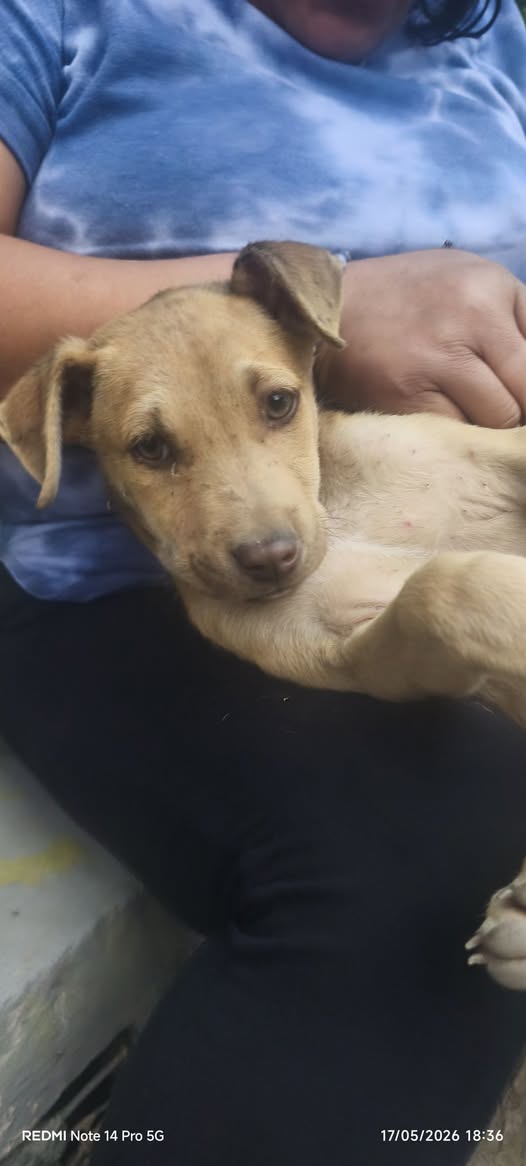 Mixed Breed