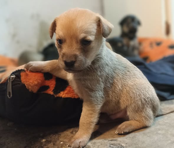 Mixed Breed