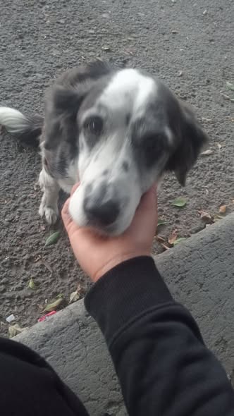 Mixed Breed
