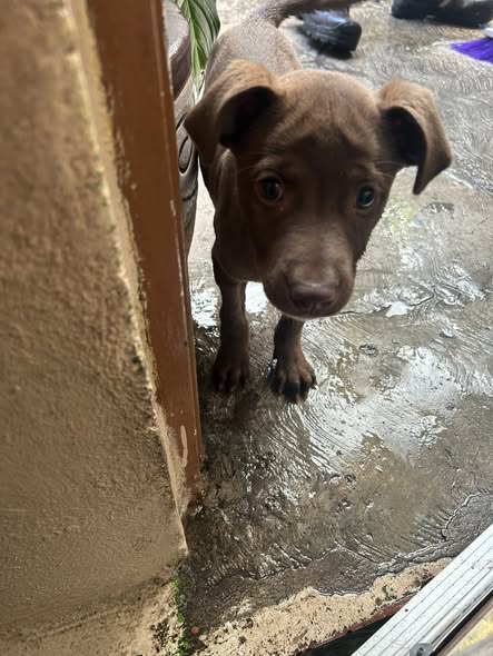 Mixed Breed