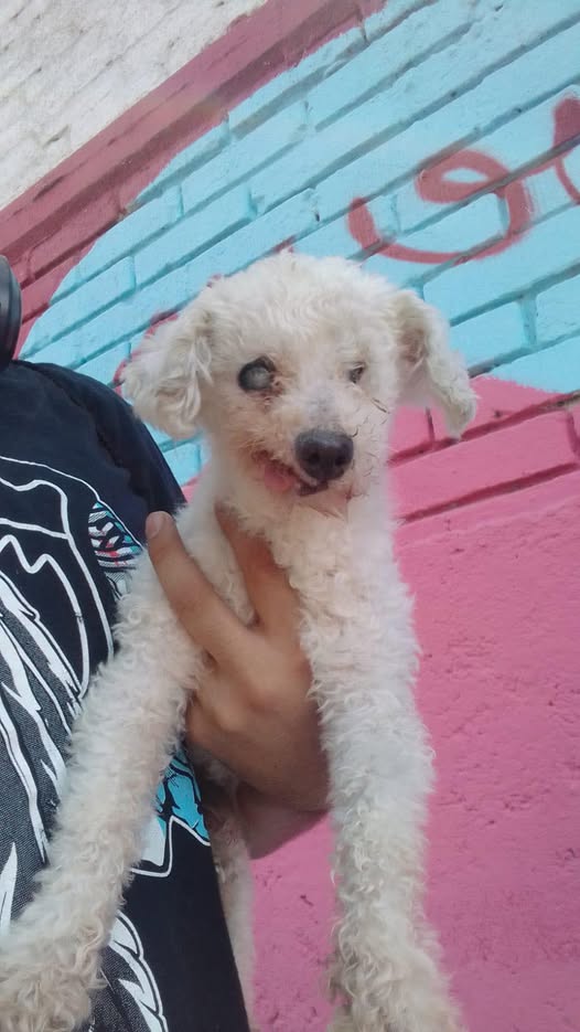 Mixed Breed
