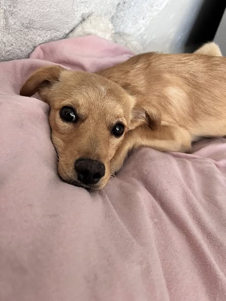Mixed Breed