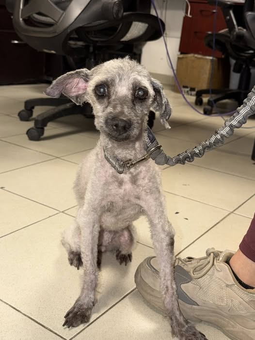 Poodle