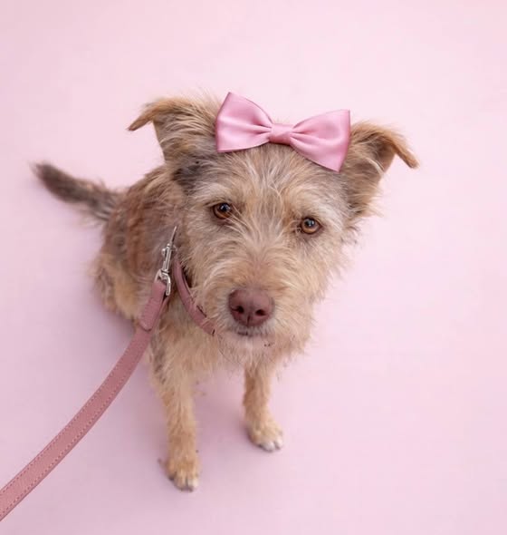 Mixed Breed