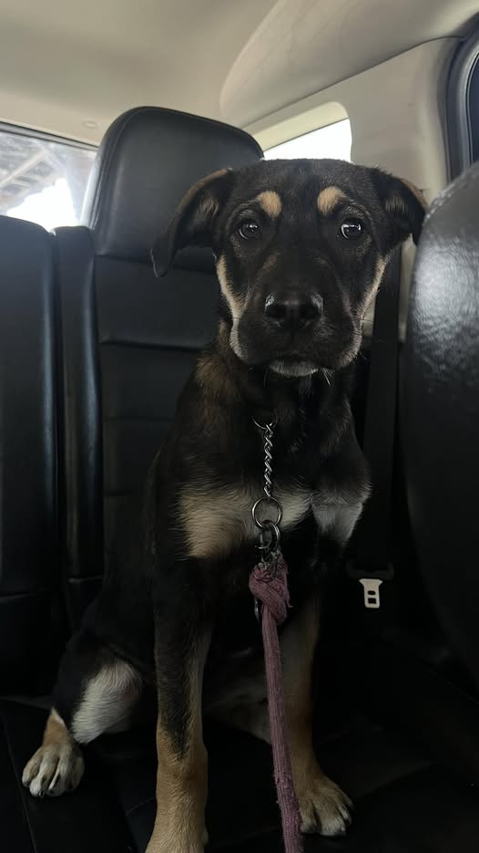Mixed Breed