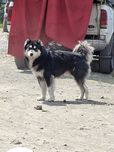 Siberian Husky