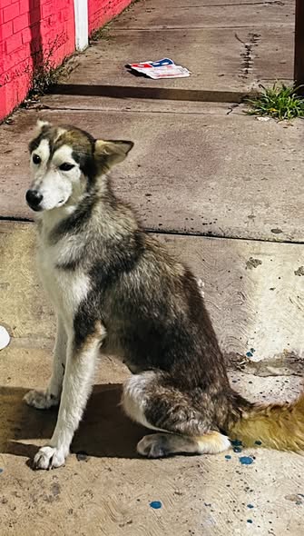 Husky