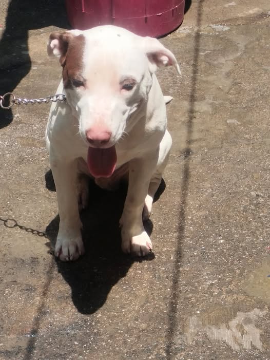 Mixed Breed